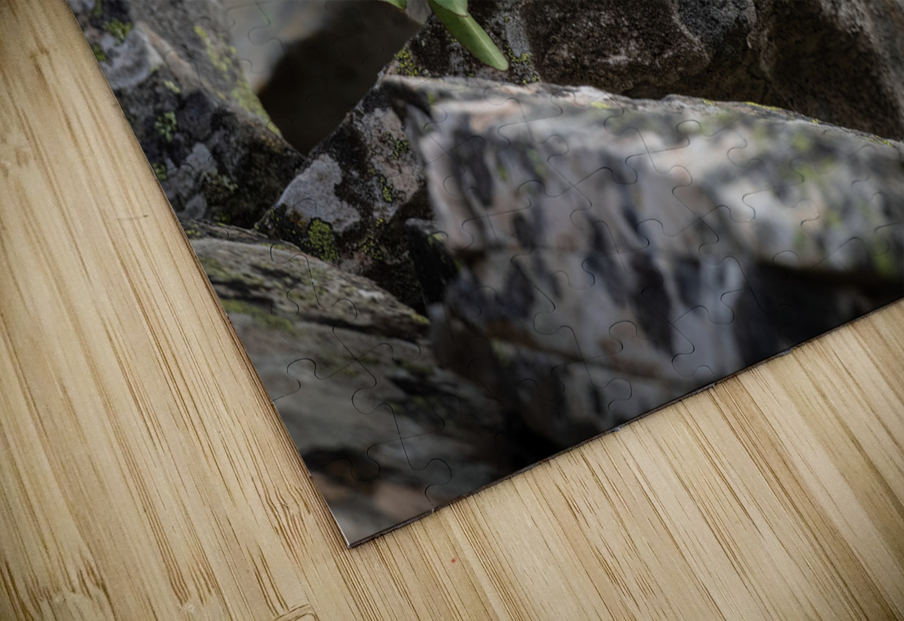 American Pika Randy Tremblay Photography Puzzle