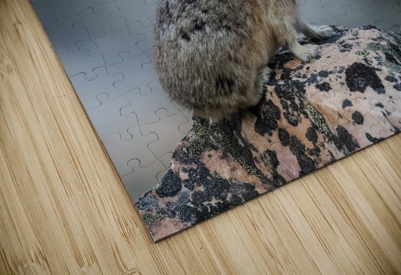 American Pika Randy Tremblay Photography Puzzle