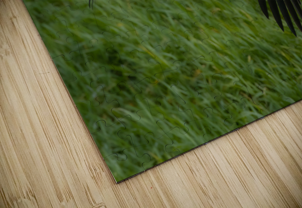 Bald Eagle Randy Tremblay Photography Puzzle