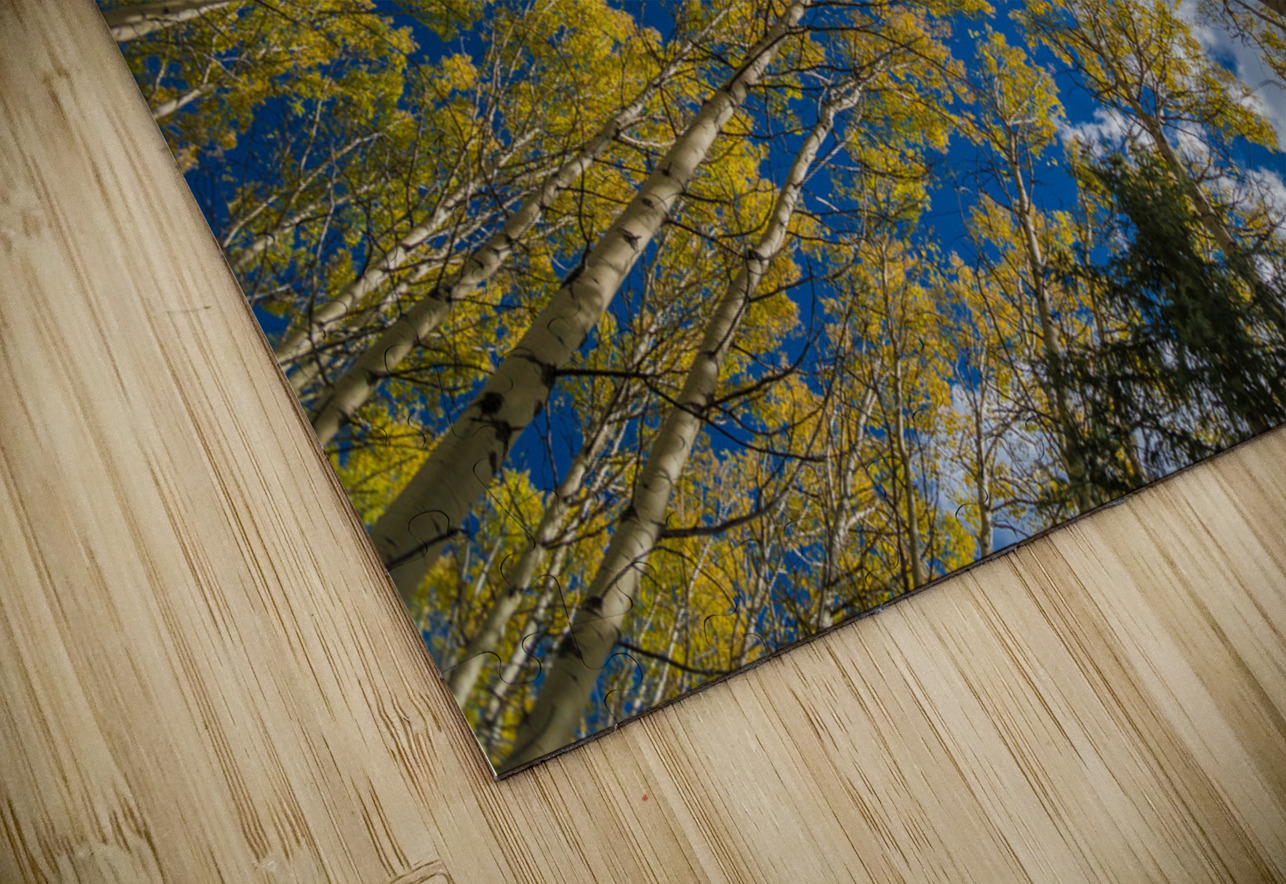 Fall Aspens Randy Tremblay Photography Puzzle