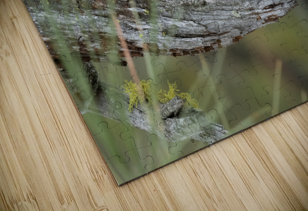 Northern Pygmy Owl Randy Tremblay Photography Puzzle