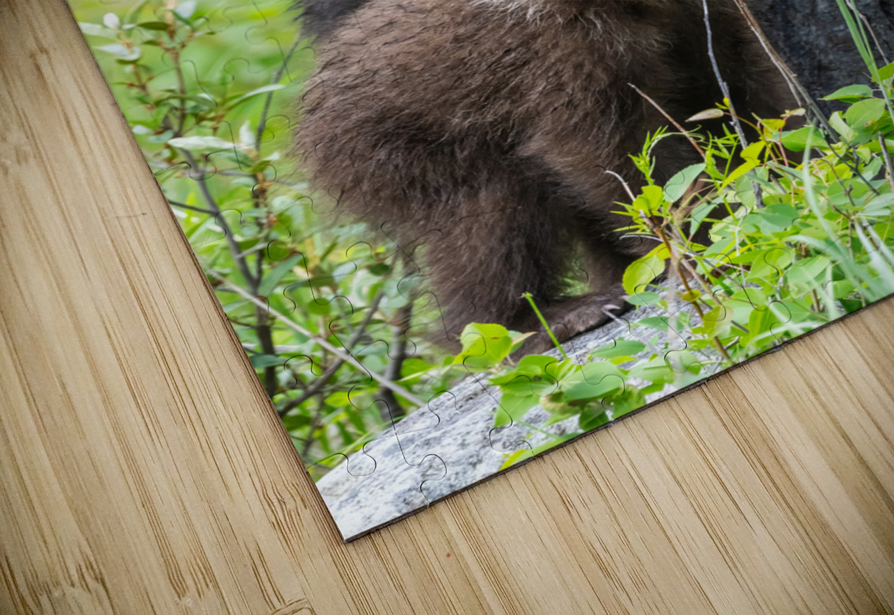 Grizzly Cubs Randy Tremblay Photography Puzzle