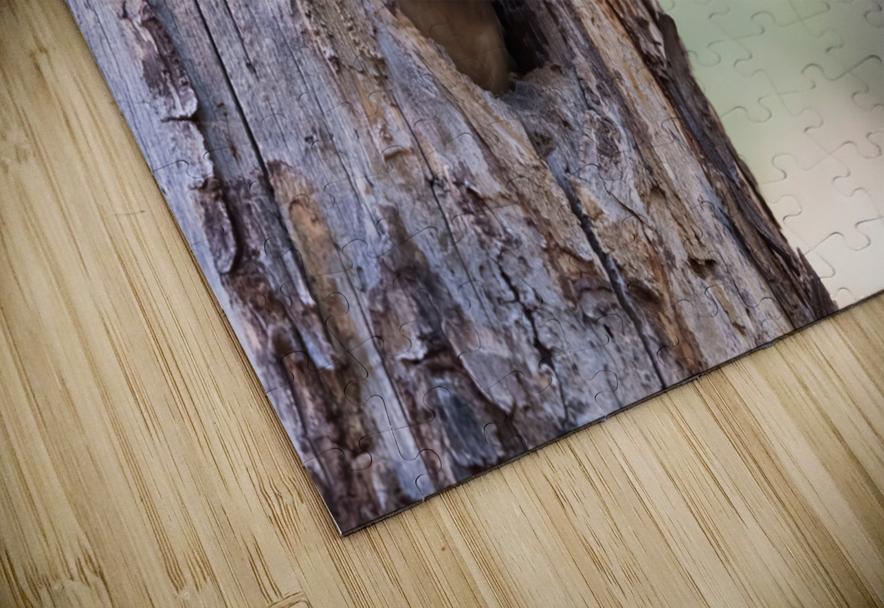 Northern Saw-Whet Owlets Randy Tremblay Photography Puzzle