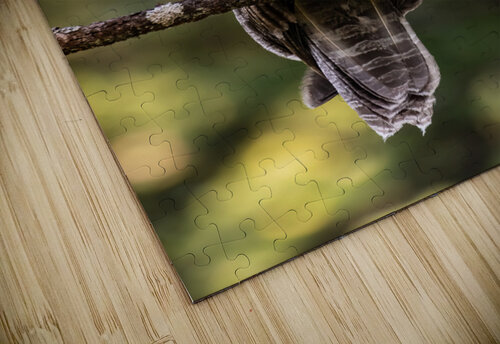 Great Gray Owlet Randy Tremblay Photography puzzle