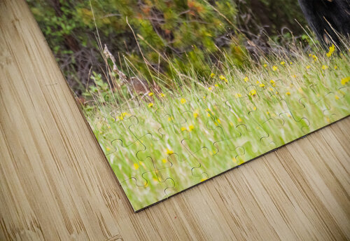 Black Bear Randy Tremblay Photography puzzle