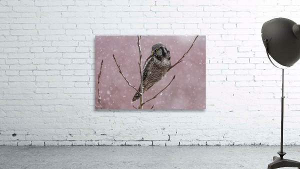 Northern Hawk Owl Wall Preview