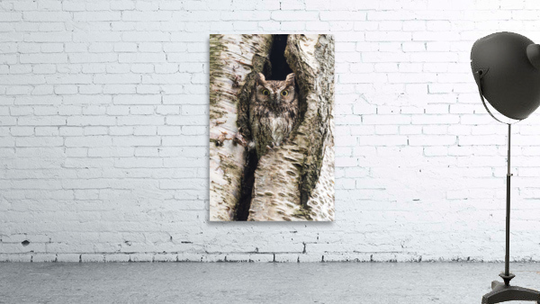 Western Screech Owl Wall Preview