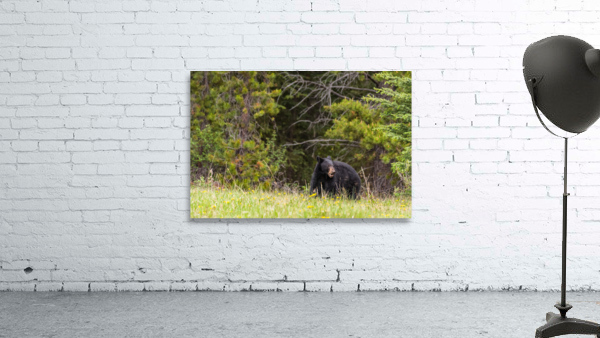 Black Bear Wall Preview
