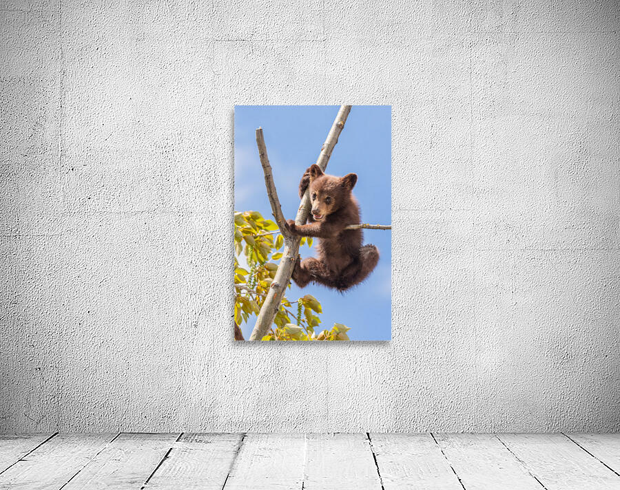 Black Bear Cub Wall Preview