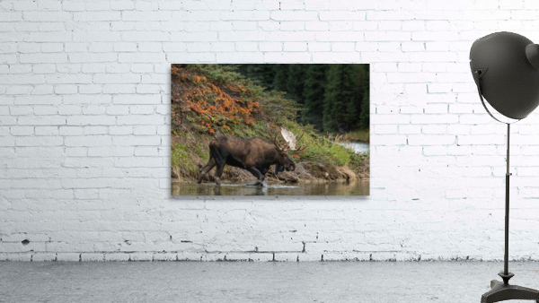 Bull Moose Wall Preview