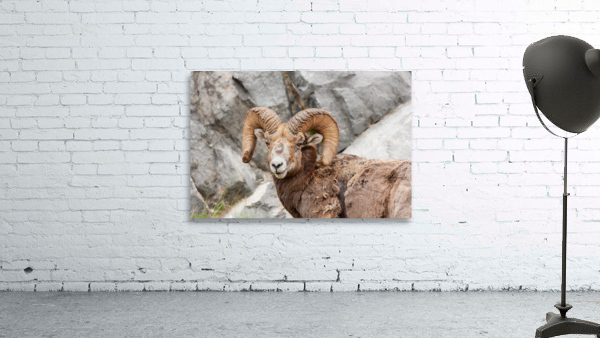 Bighorn Ram Wall Preview