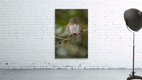 Northern Pygmy Owl Wall Preview