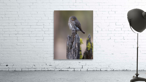 Northern Pygmy Owl Wall Preview