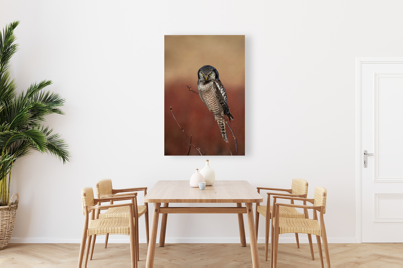 Northern Hawk Owl Reproduction