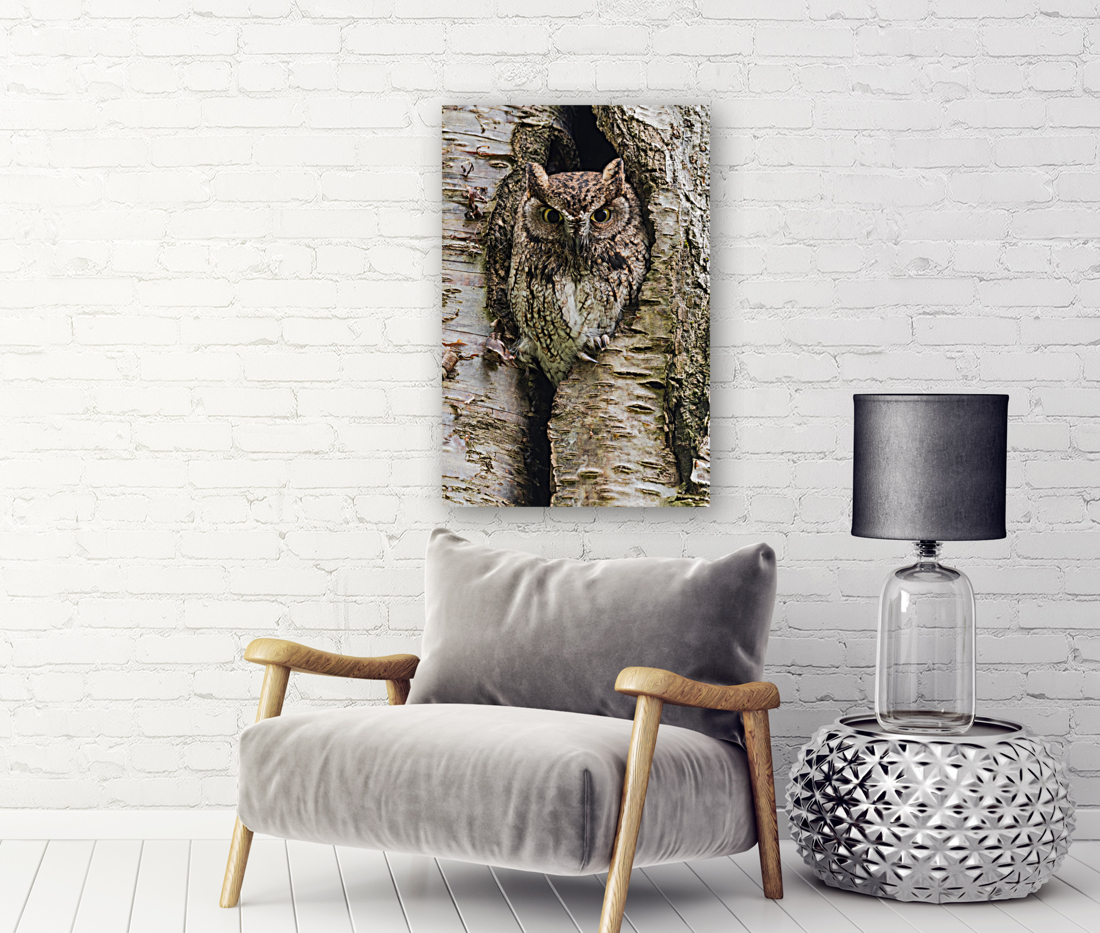 Western Screech Owl Reproduction