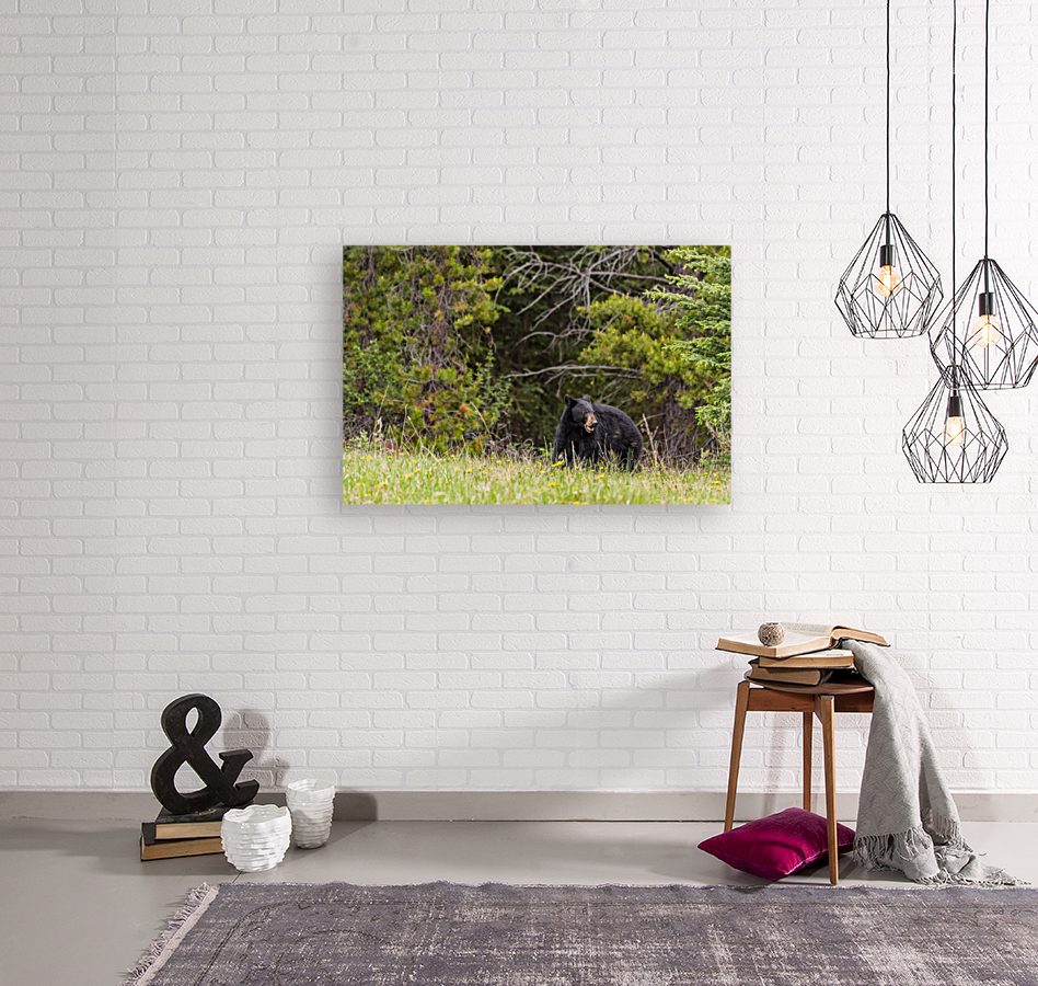 Black Bear Reproduction