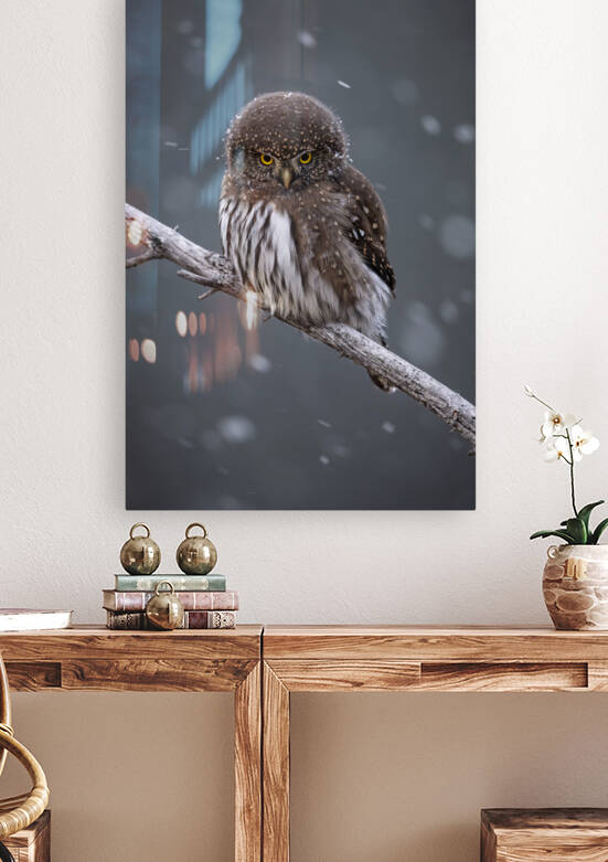 Northern Pygmy Owl by Randy Tremblay Photography