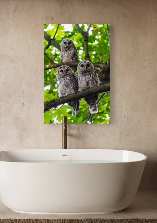 Barred Owlets by Randy Tremblay Photography