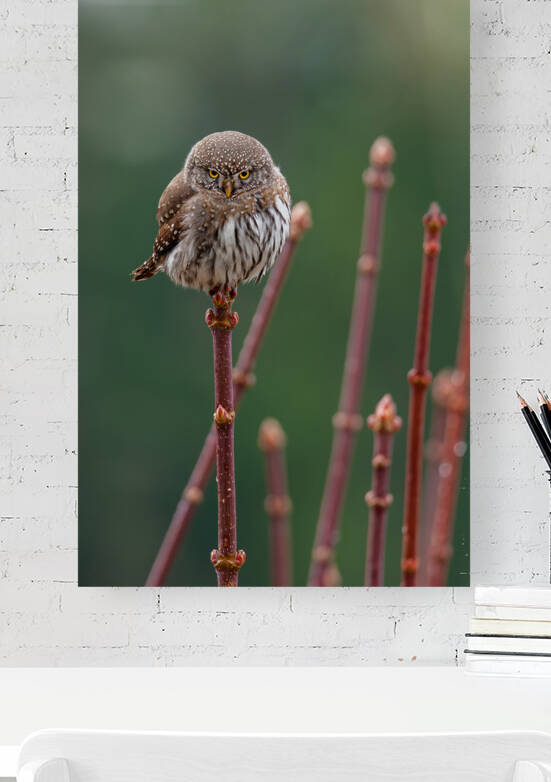 Northern Pygmy Owl by Randy Tremblay Photography