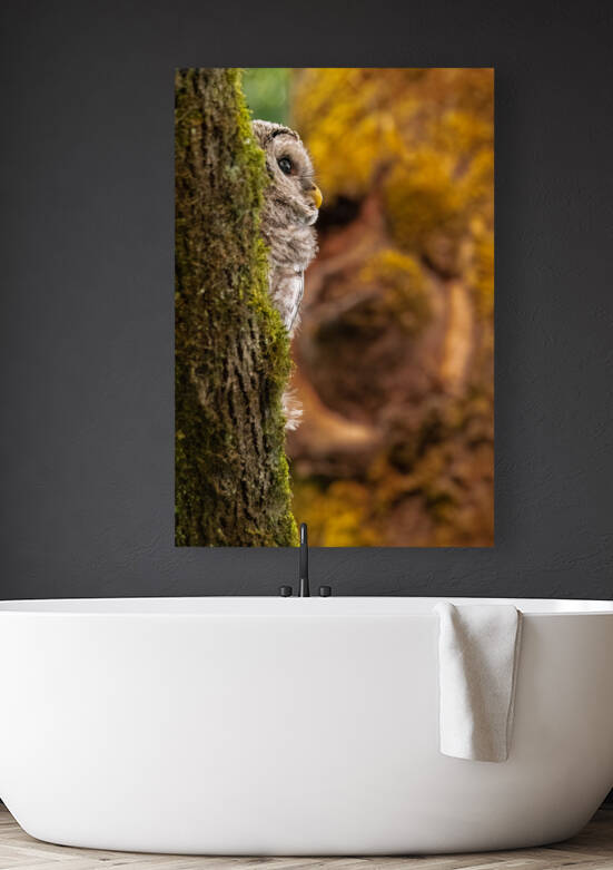 Barred Owlet by Randy Tremblay Photography