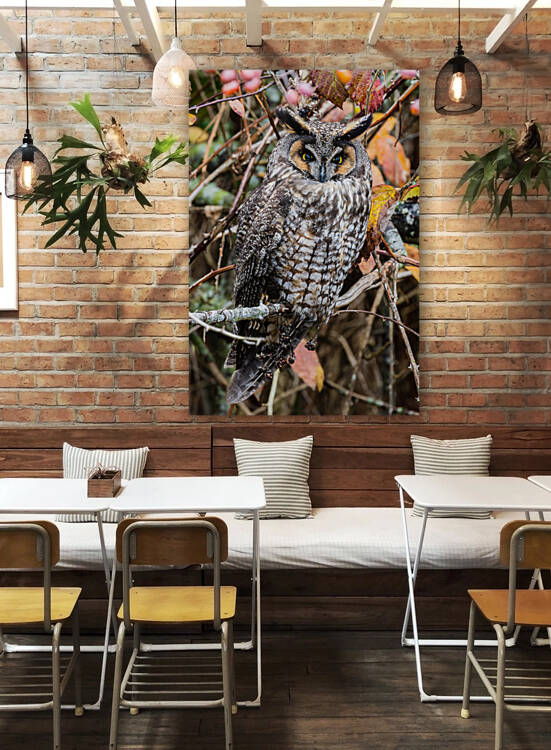 Long-eared Owl by Randy Tremblay Photography