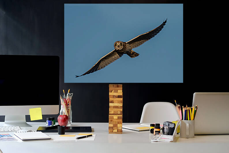 Short-eared Owl by Randy Tremblay Photography