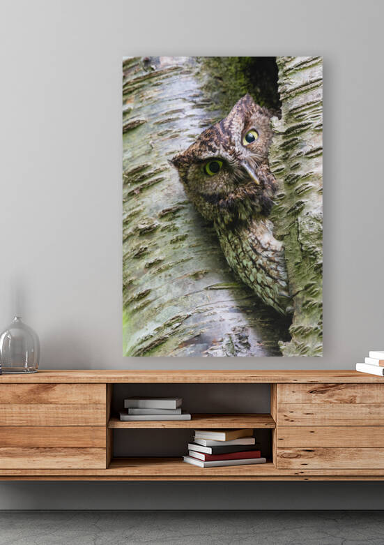 Western Screech Owl by Randy Tremblay Photography