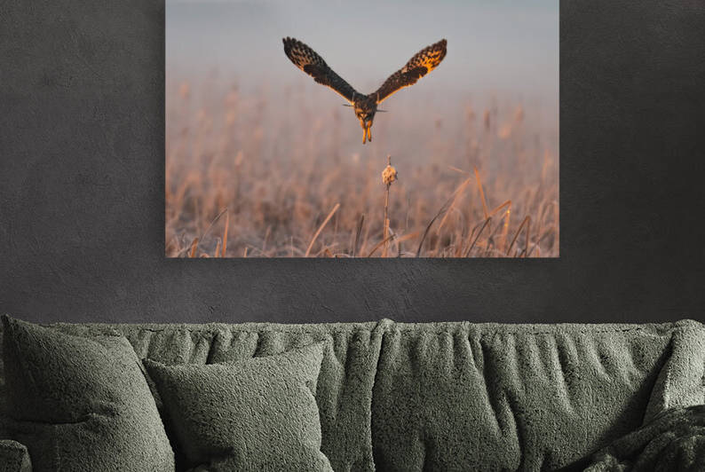 Short-eared Owl by Randy Tremblay Photography