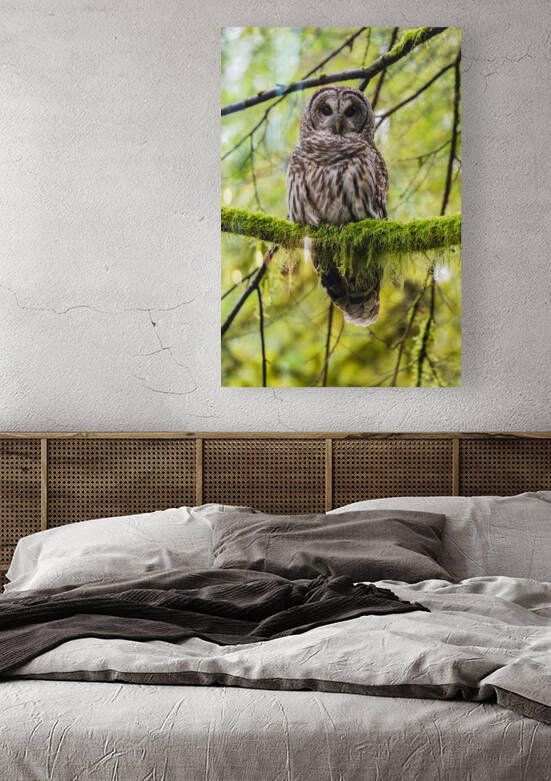 Barred Owl by Randy Tremblay Photography