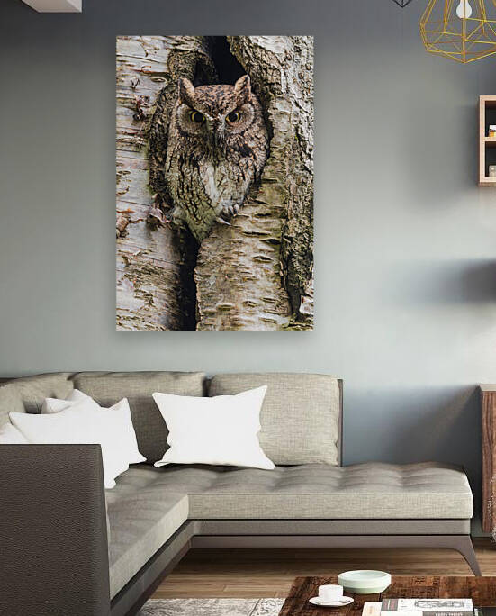 Western Screech Owl by Randy Tremblay Photography