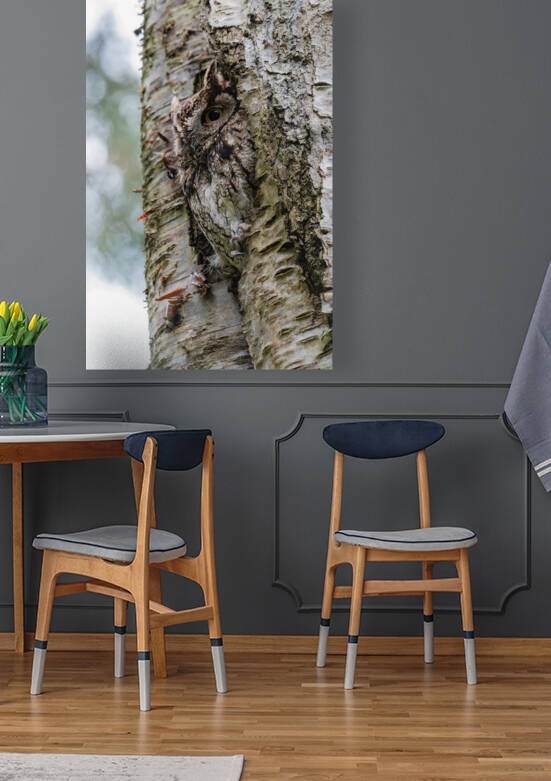 Western Screech Owl by Randy Tremblay Photography