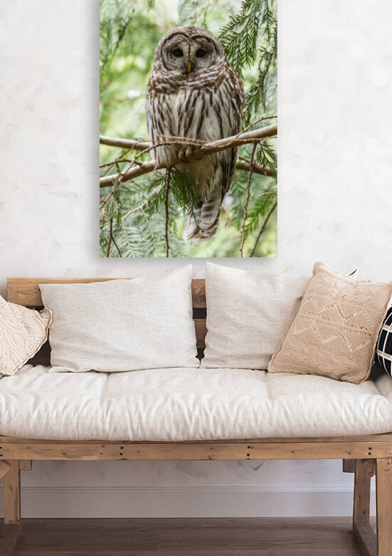 Barred Owl by Randy Tremblay Photography