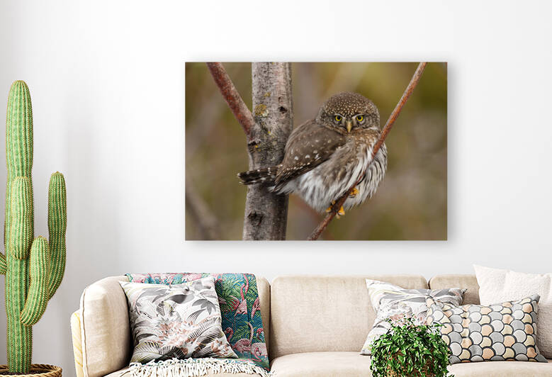 Northern Pygmy Owl by Randy Tremblay Photography