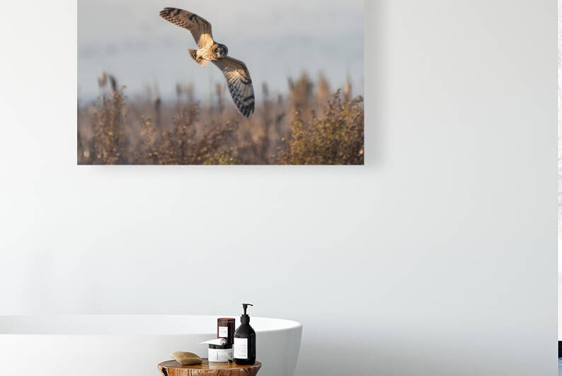 Short-eared Owl by Randy Tremblay Photography