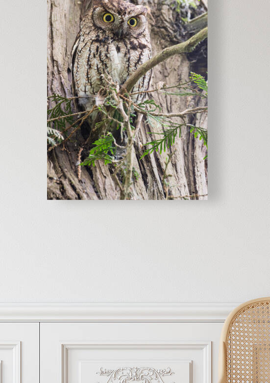Western Screech Owl by Randy Tremblay Photography
