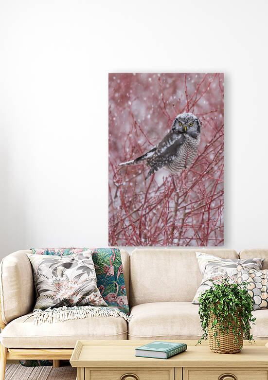 Northern Hawk Owl by Randy Tremblay Photography