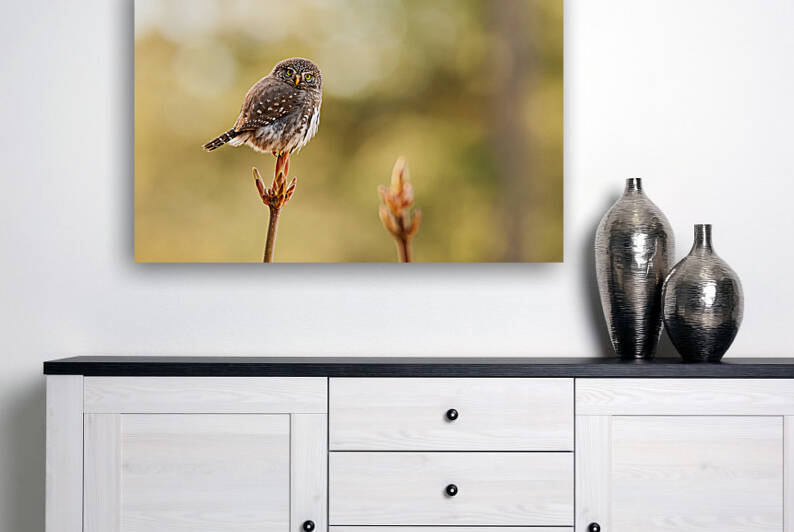 Northern Pygmy Owl by Randy Tremblay Photography