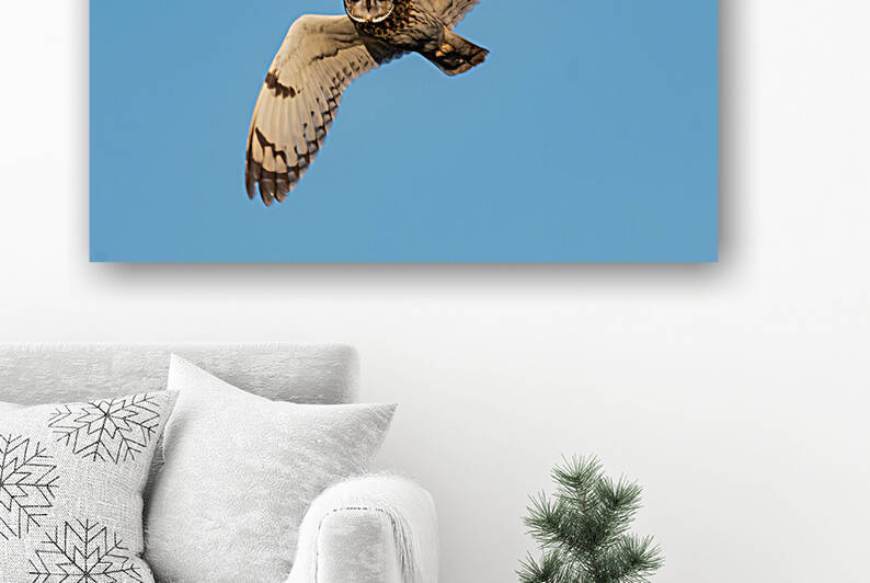 Short-eared Owl by Randy Tremblay Photography