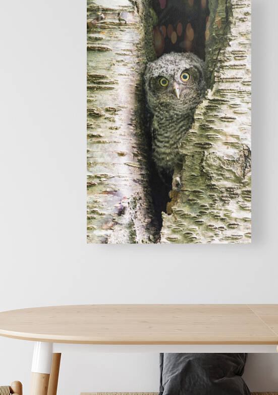 Western Screech Owlet by Randy Tremblay Photography