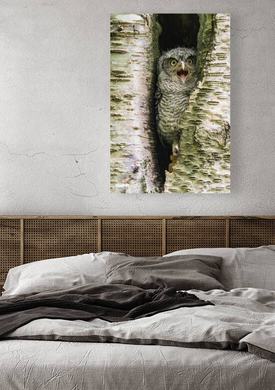 Western Screech Owlet by Randy Tremblay Photography