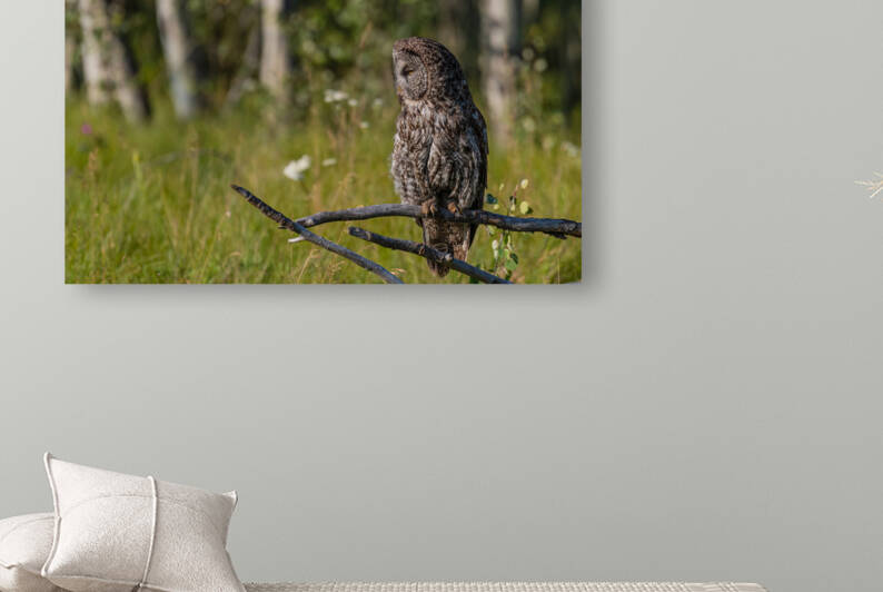 Great Gray Owl by Randy Tremblay Photography