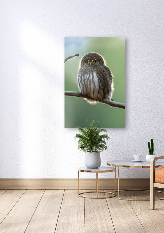 Northern Pygmy Owl by Randy Tremblay Photography