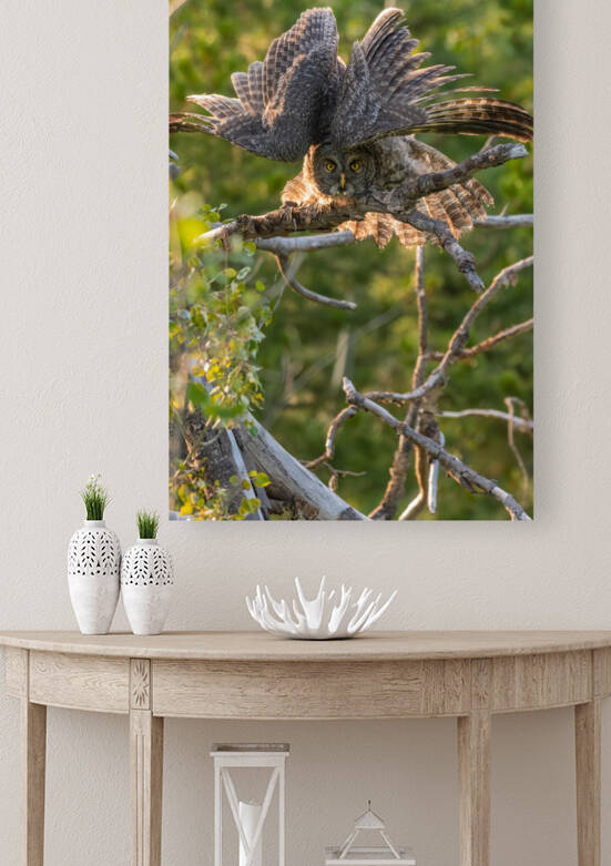 Great Gray Owlet by Randy Tremblay Photography