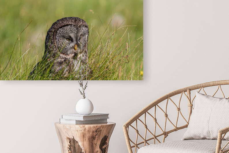 Great Gray Owl by Randy Tremblay Photography