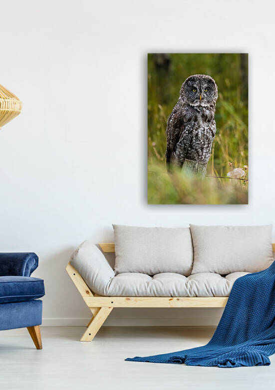 Great Gray Owl by Randy Tremblay Photography