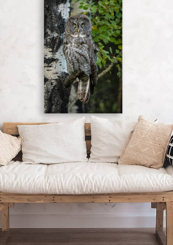 Great Gray Owl by Randy Tremblay Photography