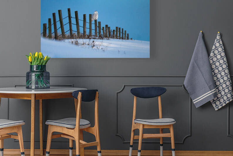 Snowy Owl by Randy Tremblay Photography