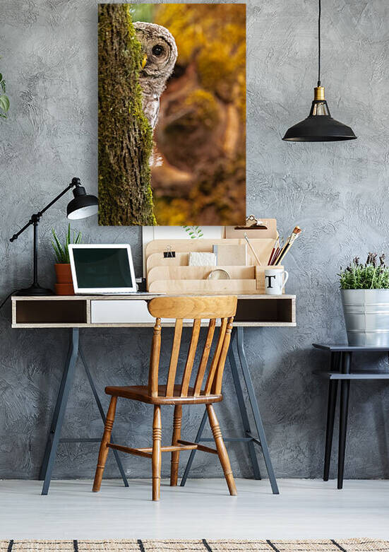 Barred Owlet by Randy Tremblay Photography