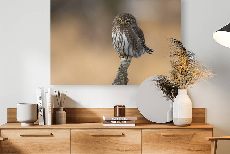 Northern Pygmy Owl by Randy Tremblay Photography