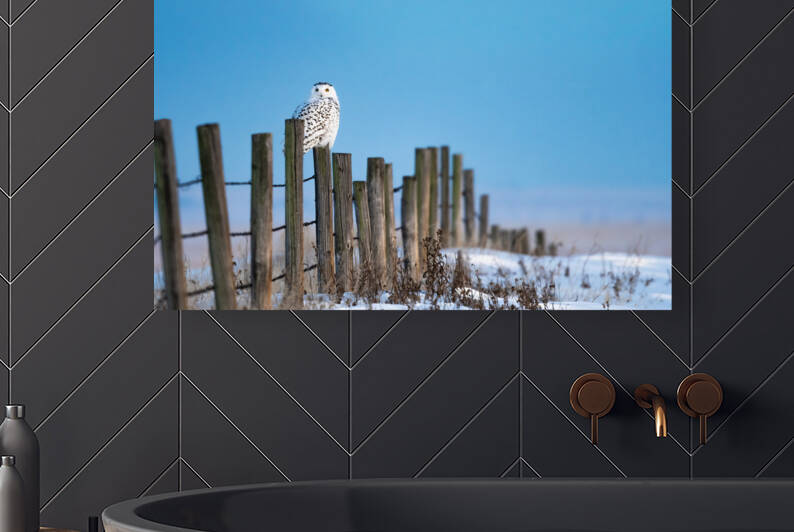 Snowy Owl by Randy Tremblay Photography